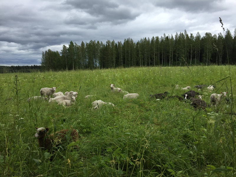 Sheep pasturing on grass land