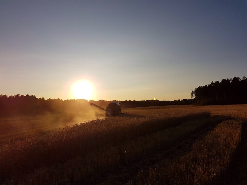 Torstila Organic Farm Harvest at sunset
