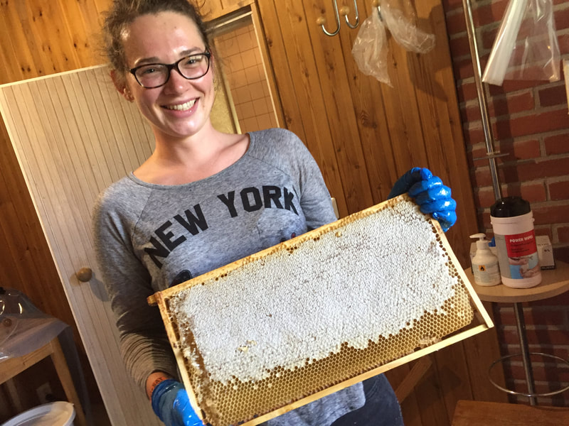 Honey combs in frame, harvest, beekeeping