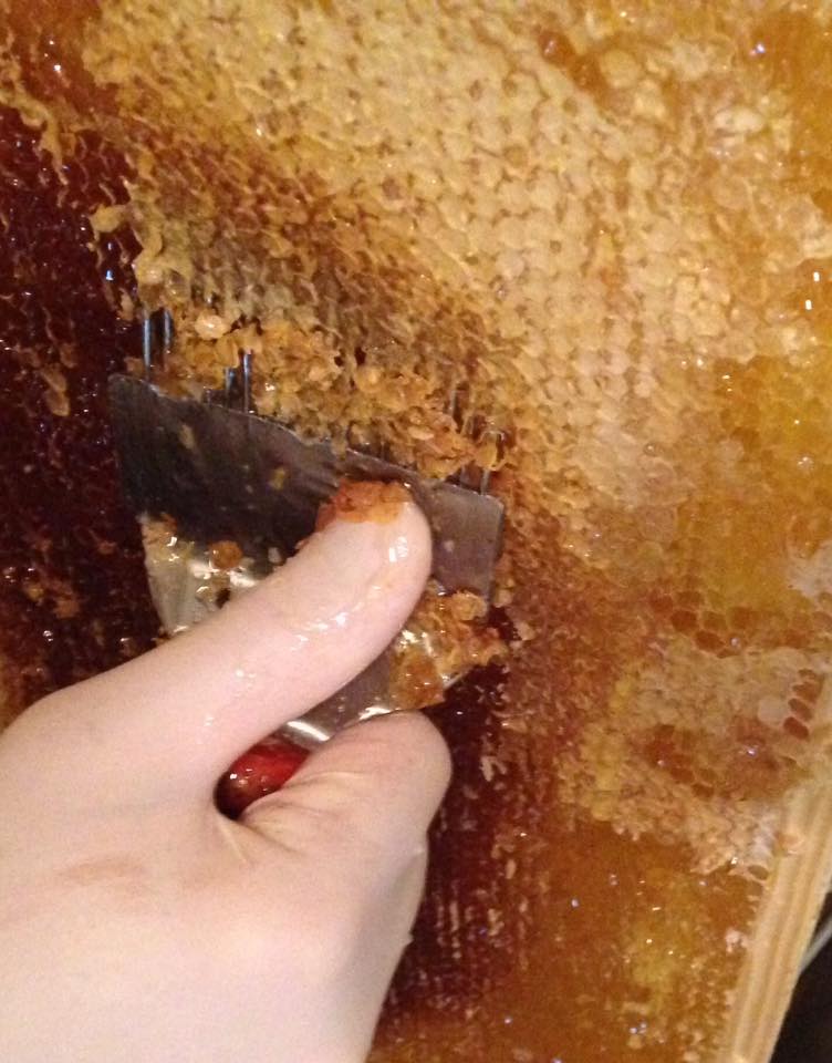 Harvesting honey from combs. Beekeeping Finland.