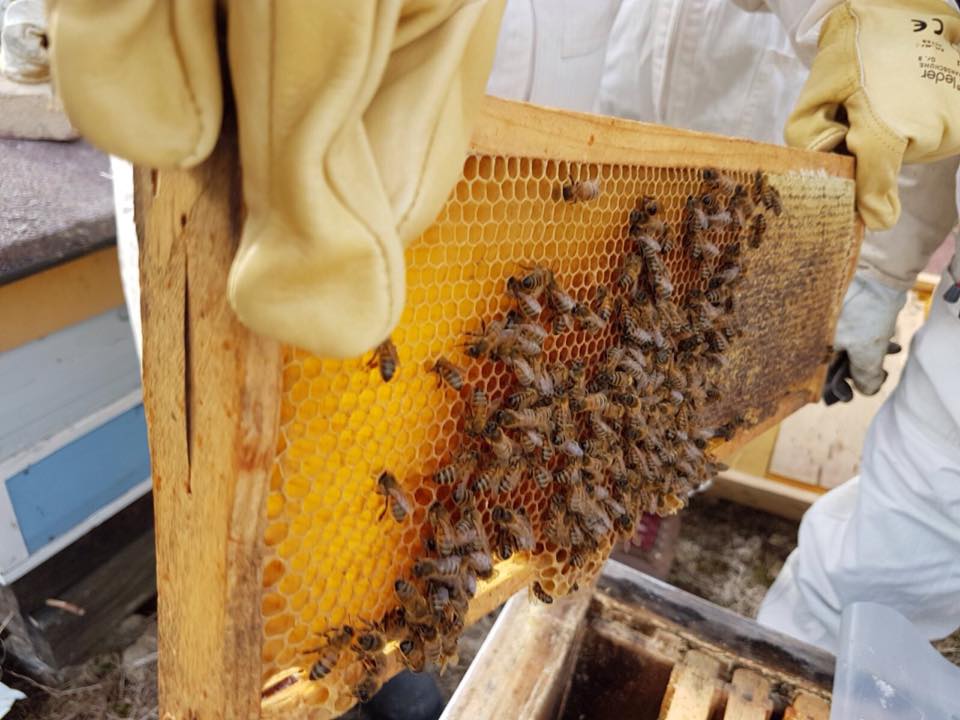 Honey combs in frame. Beekeeping.